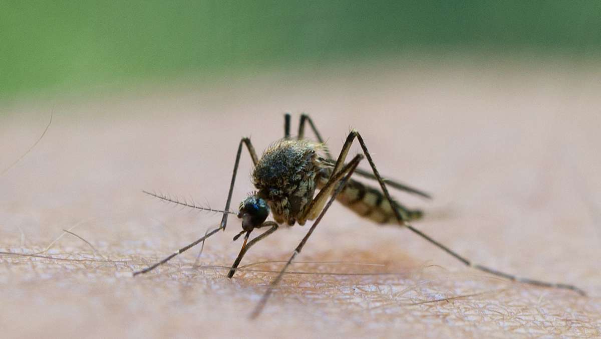 Insekten in Deutschland: Erste Stechmücken schlüpfen wieder