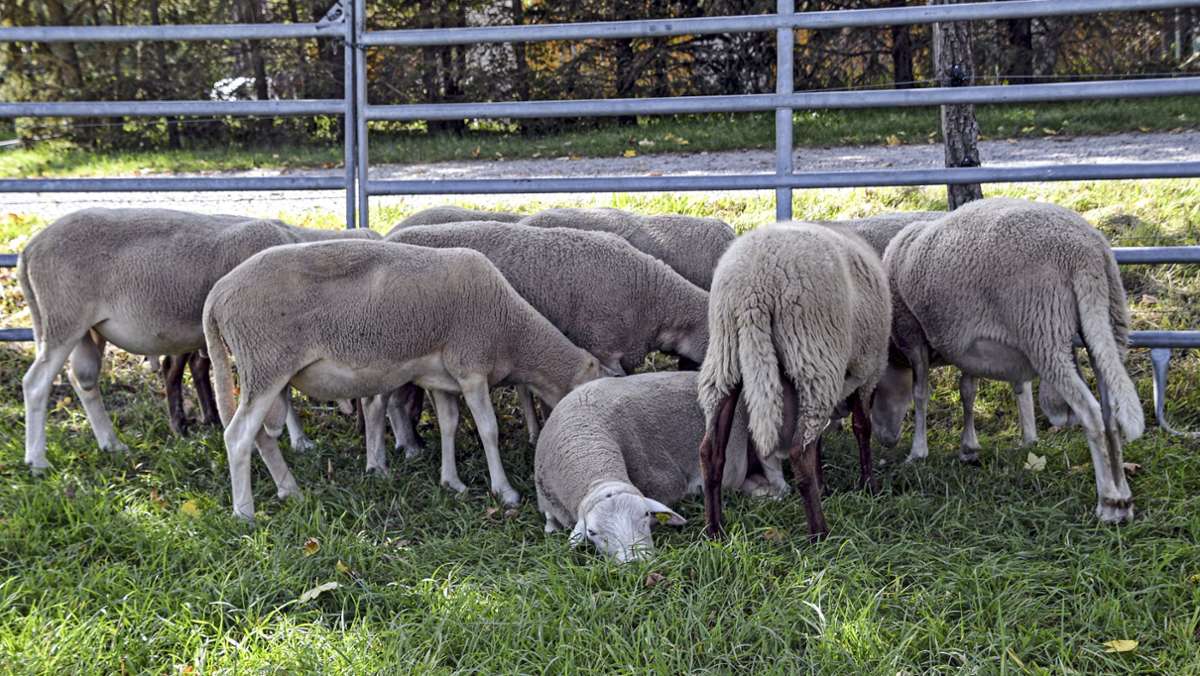 Schafskäserei: Ein Jubiläum und einige Sorgen