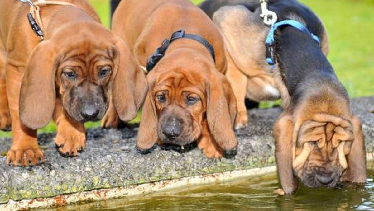 Thüringen: Hundenasen zur Verbrecherjagd