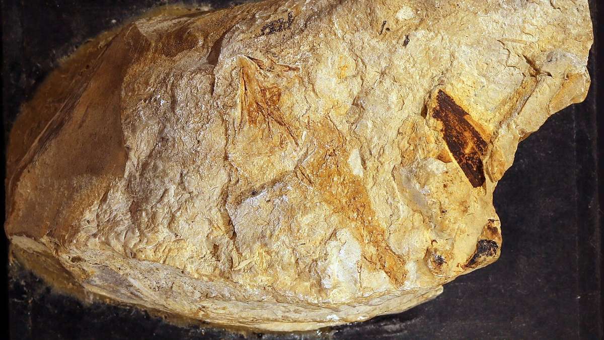 Hildburghausen: Wissenschaftler aus Schleusingen identifiziert ältesten Urzeit-Salamander der Welt