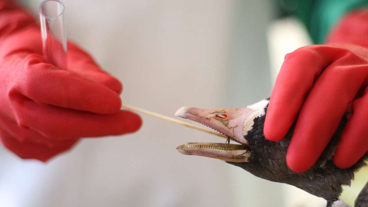 H5N8-Vogelgrippe-Virus: Russland meldet weltweit erste Übertragung auf Menschen