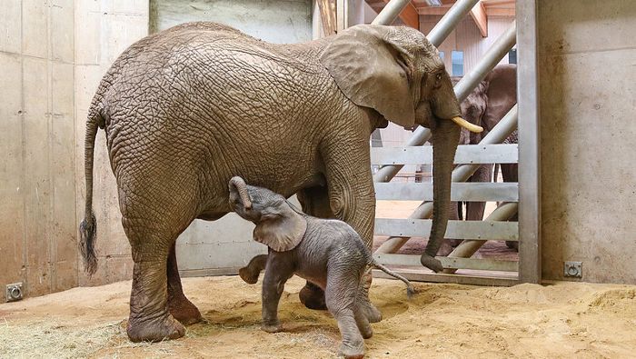 Neugeborenes Elefantenmädchen heißt jetzt 