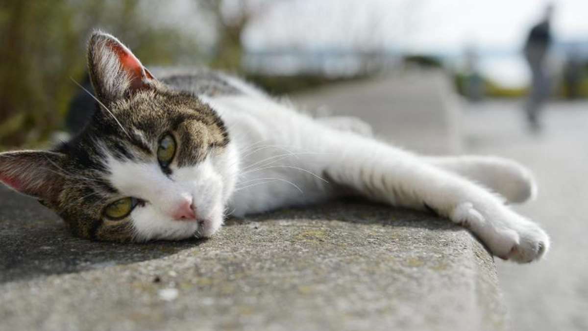 Nägelstädt: Tierquäler schießt auf Katze: Kopfverletzung
