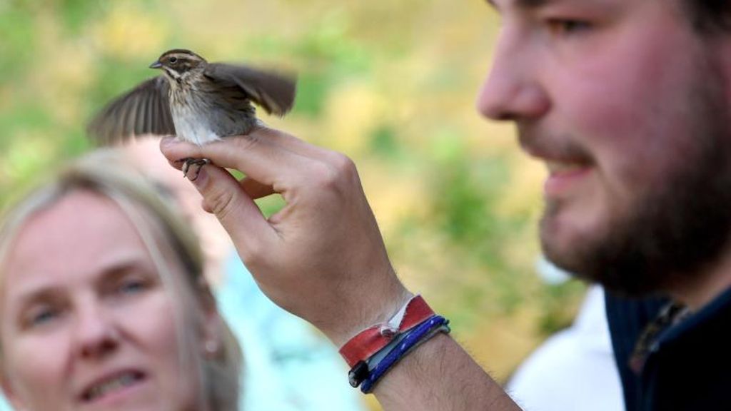 Vogelfang für die Wissenschaft: Ringe für 180.000 Vögel jährlich