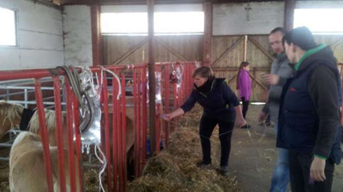 Thüringen: Vergiftete Pferdeherde in Meura: Zwei weitere Hengste gestorben