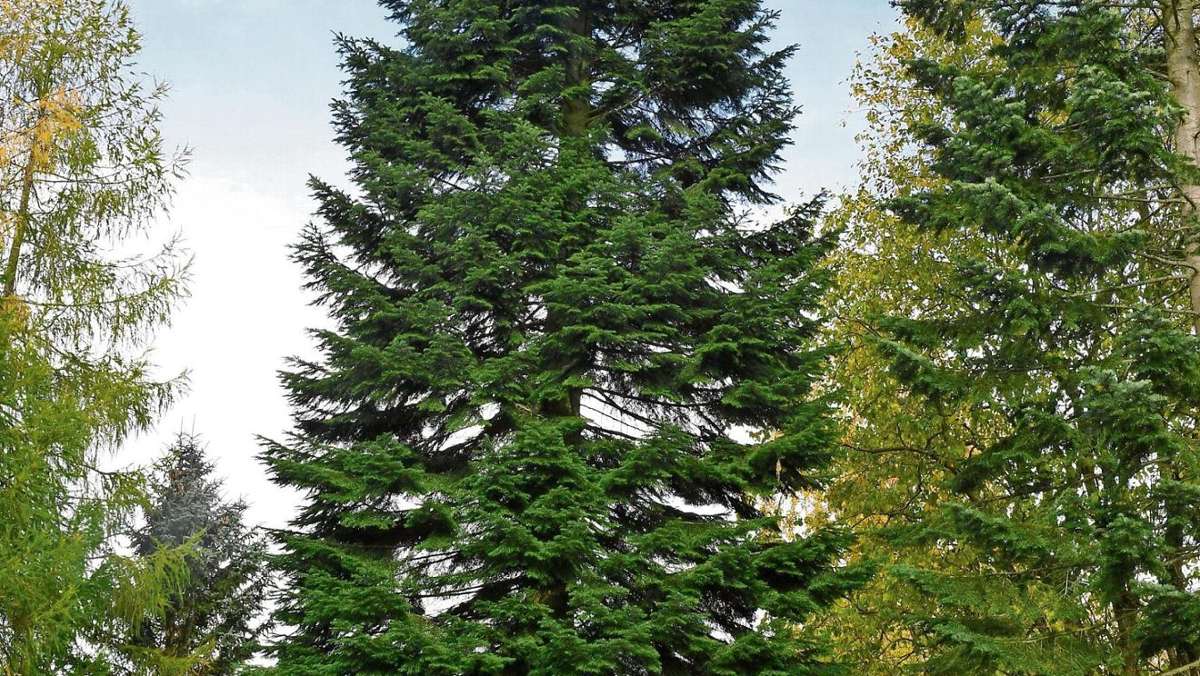 Suhl/ Zella-Mehlis: Der Christbaum sorgt für Nervenkitzel