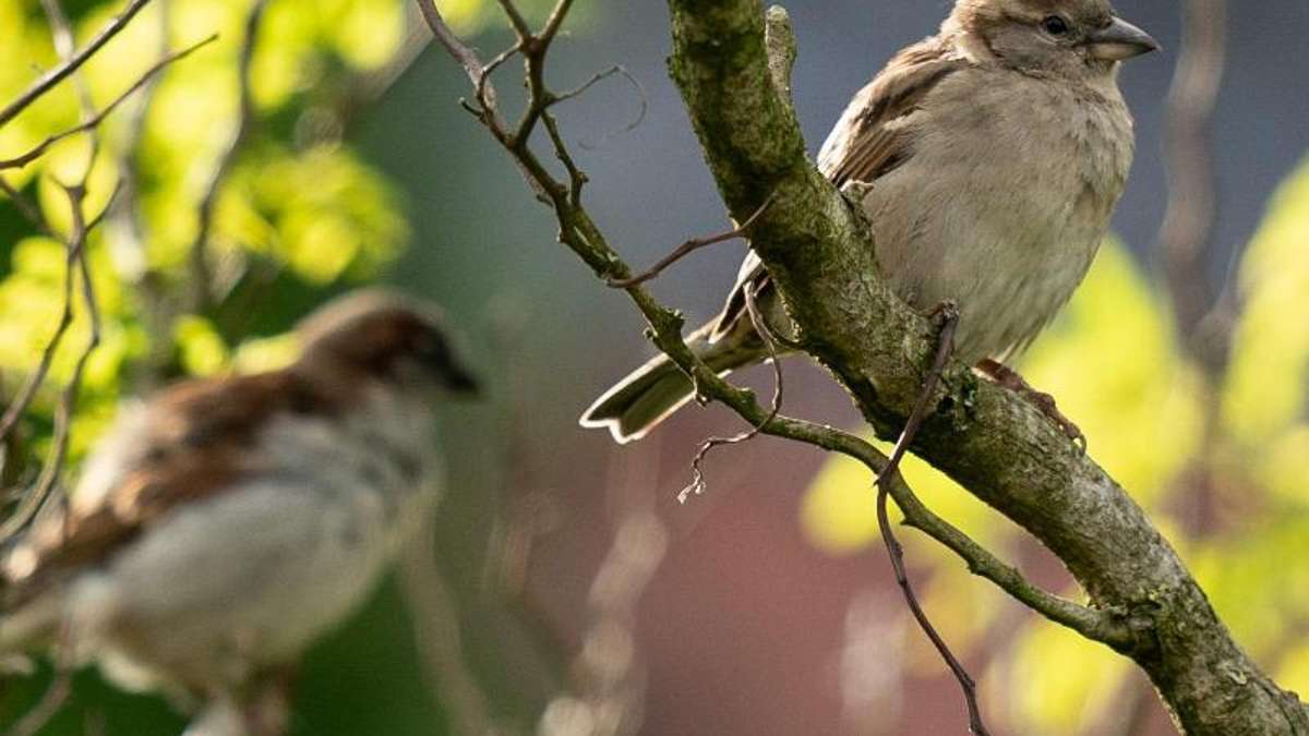 Thüringen: Vogelzählung: Spatz erneut am häufigsten gesichtet