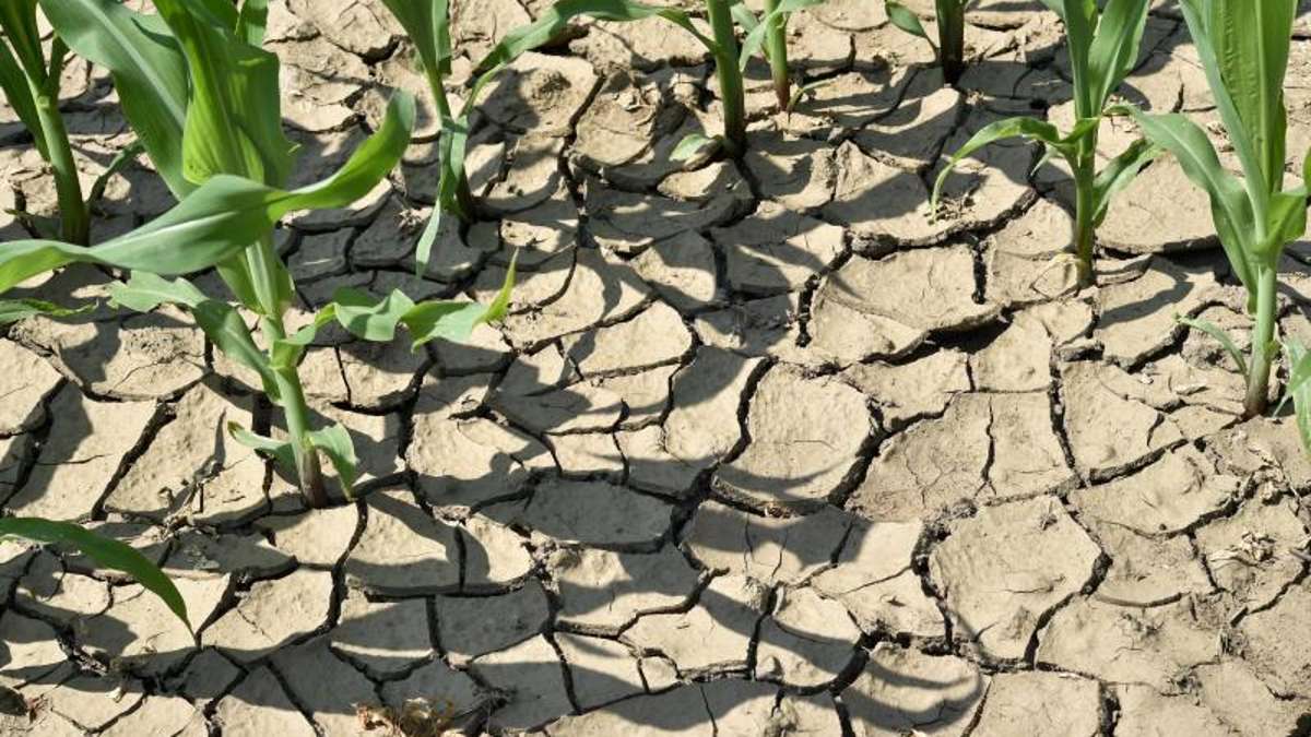 Thüringen: Bauern sehen noch keine Engpässe beim Futter - Mais braucht Regen
