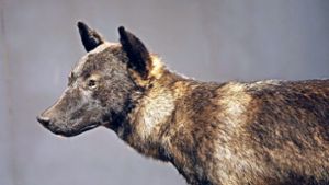Thüringer Rhön: Wolfsmischlinge in der Rhön nachgewiesen