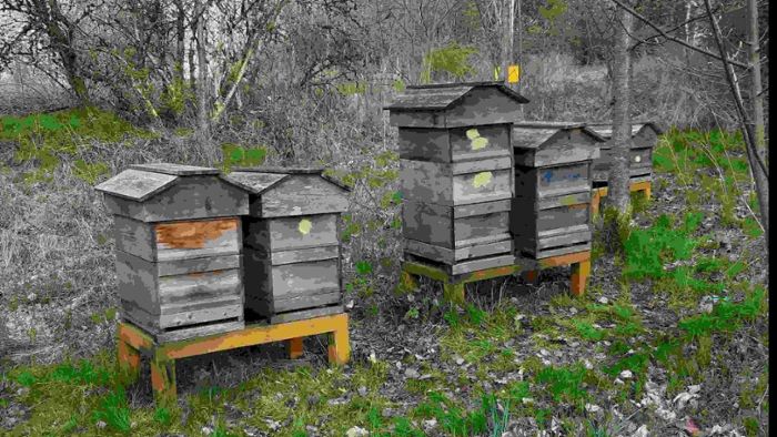 Von Wiese in Suhl: Sieben Bienenvölker gestohlen