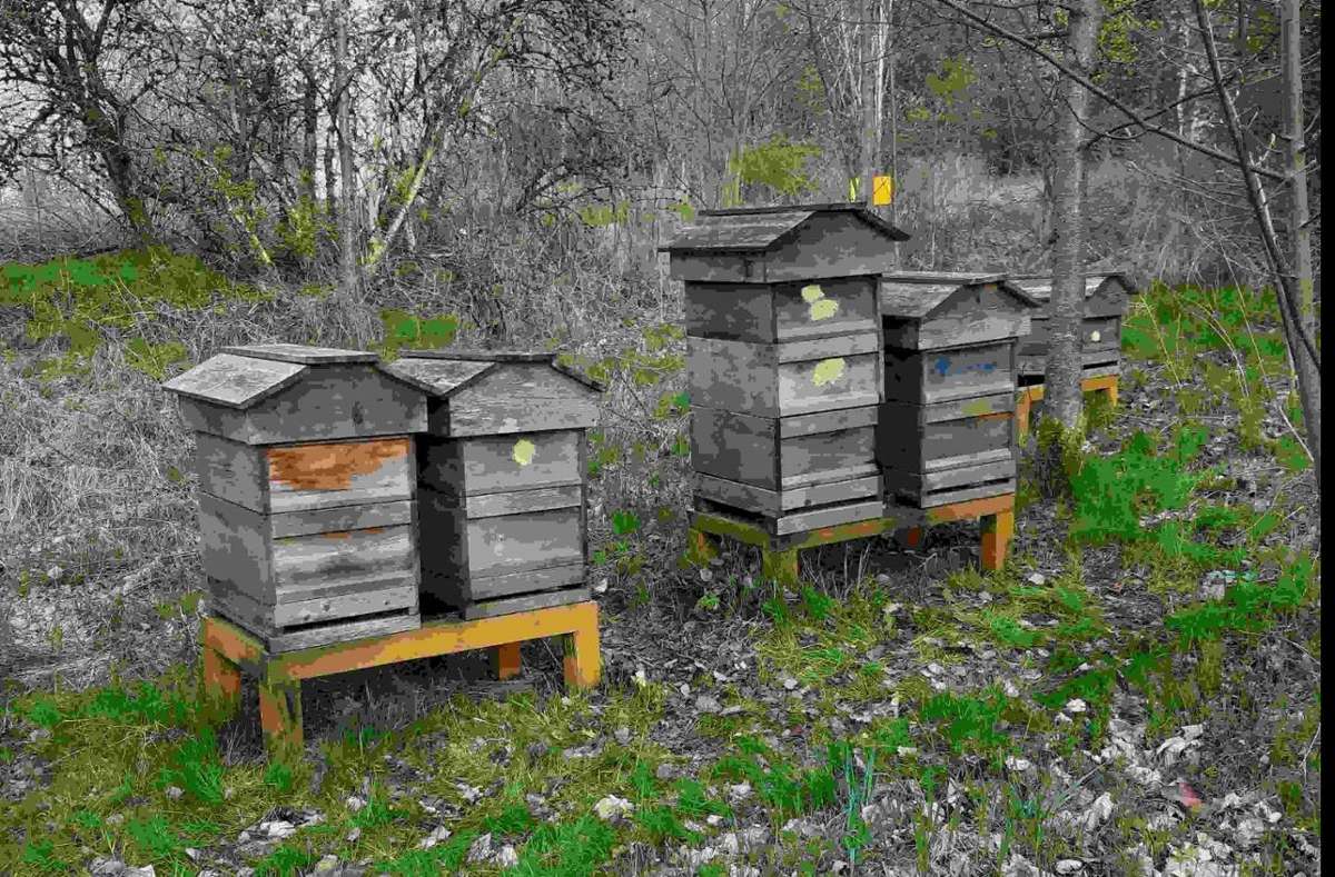 Sieben Bienenstöcke sind in Suhl entwendet worden.