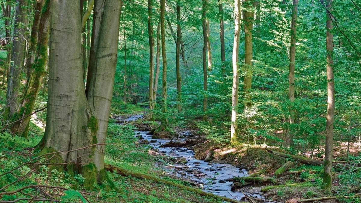 Erfurt: Thüringer Urwald-Perlen auf 500 Kilometern erwandern
