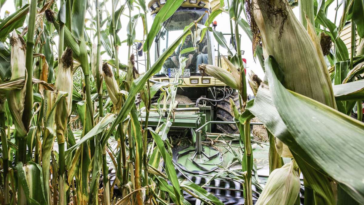 Anschlag auf dem Acker: Die Gefahr lauert im Maisfeld verborgen