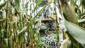 Die Gefahr lauert im Maisfeld verborgen