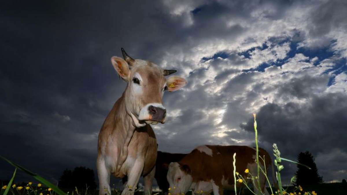 Thüringen: Kühe auf dem Standstreifen - zehn Kilometer Stau auf Autobahn 4