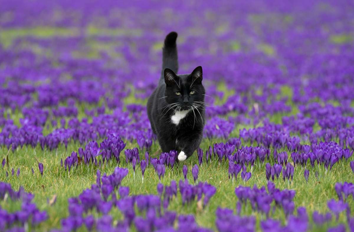 So schön wie diese Katze könnte Mia auch noch durch die Natur streifen. Foto: dpa/Kirsty Oconnor