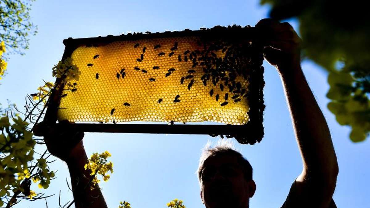 Thüringen: Millionenschaden für Imker: Jedes siebte Bienenvolk stirbt im Winter