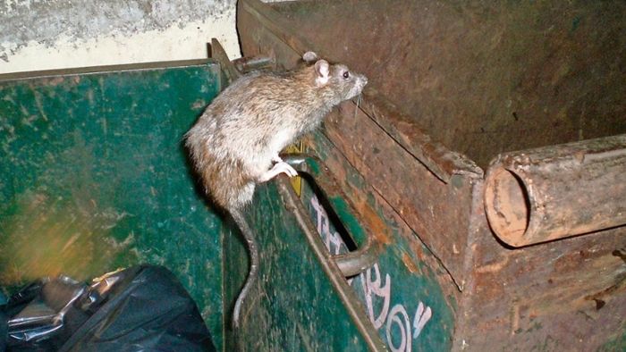 Im Abwasserkanal - Gefundenes Fressen für die Ratten