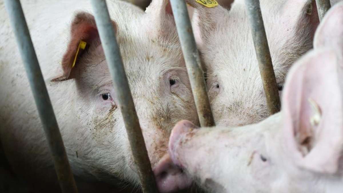 Thüringen: Thüringer Bauern halten immer weniger Schweine