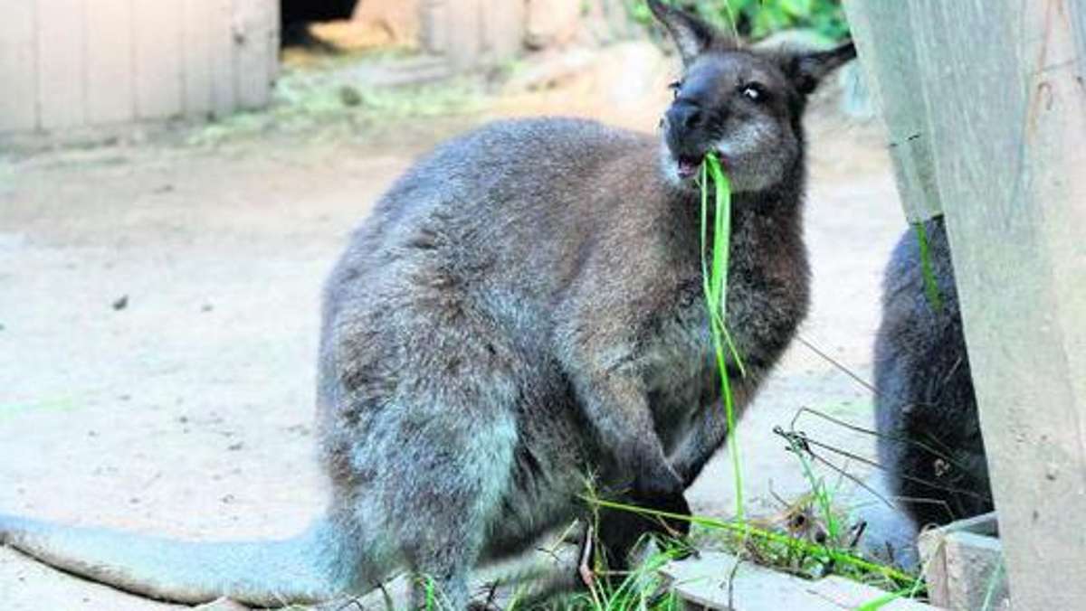 Bad Salzungen: Känguru Topsi an Grauem Star erkrankt