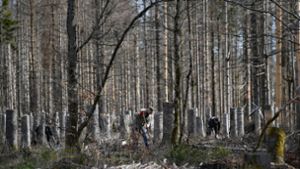 Fehrenbach: Waldarbeit als Katastrophenschutz