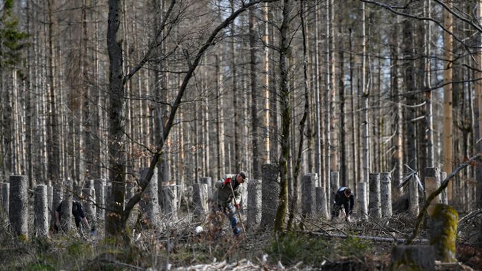 Waldarbeit als Katastrophenschutz