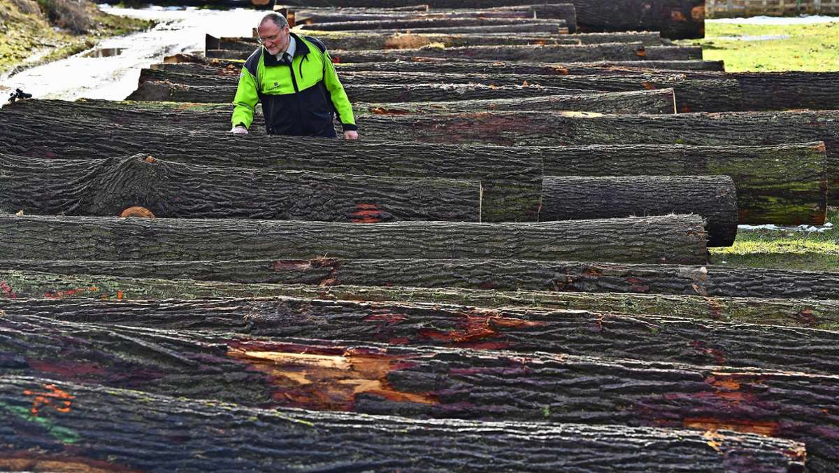 Holzversteigerung: Forstamtsholz unterm Hammer