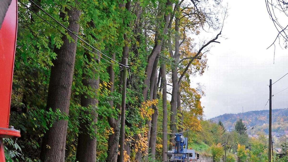 Meiningen: Brunnenweg-Bäume werden gestutzt