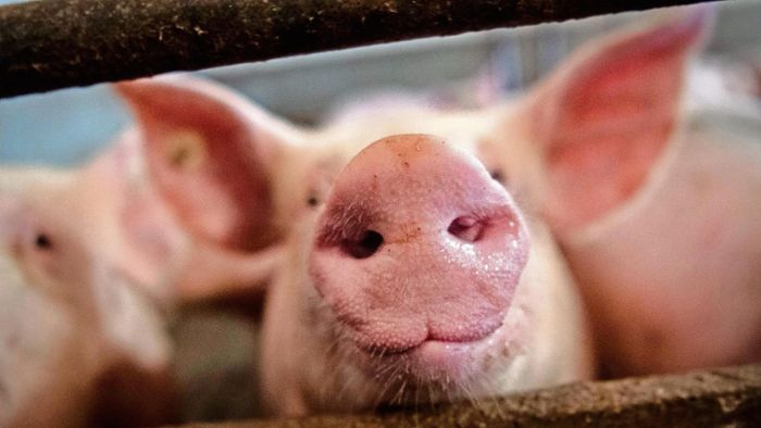 Keine Schweineohren mehr für China
