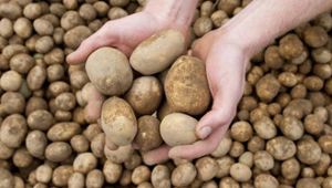 Thüringer Kartoffeln kleiner und teurer
