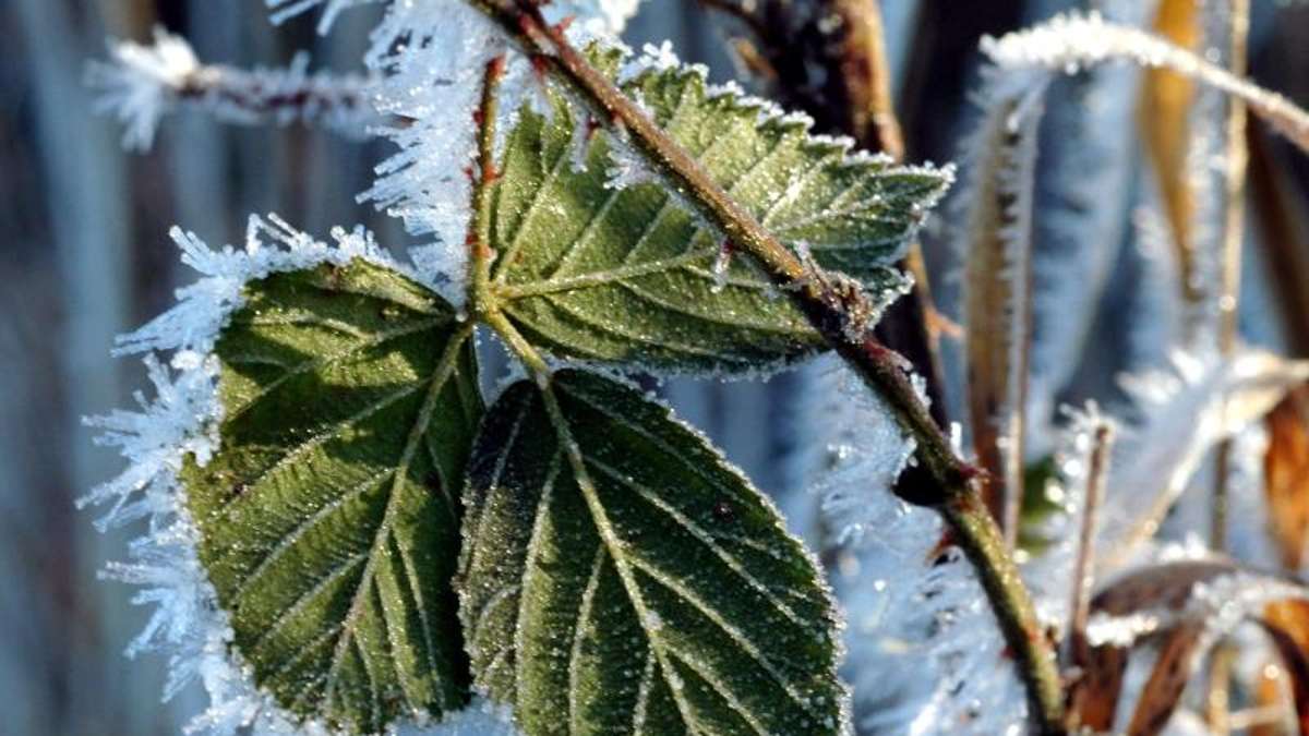 Thüringen: Kaltfront kommt - Bodenfrost und Schnee zum Wochenende möglich