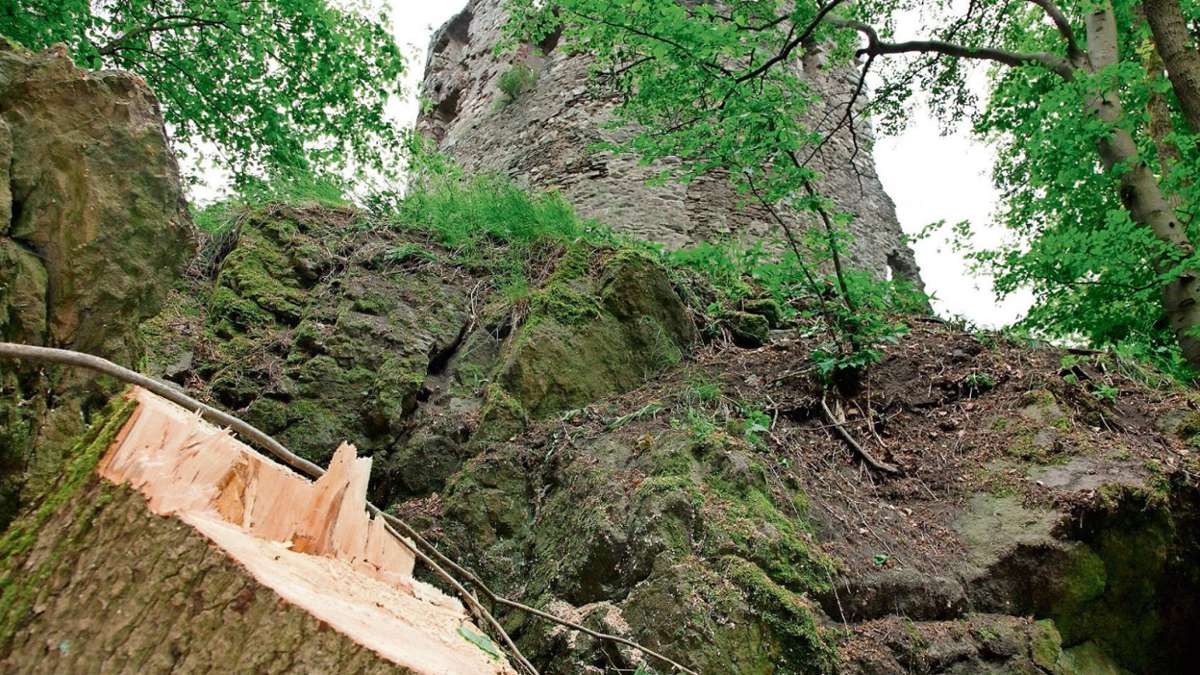 Steinbach-Hallenberg: Notfällung kranker Bäume im Stadtwald beginnt