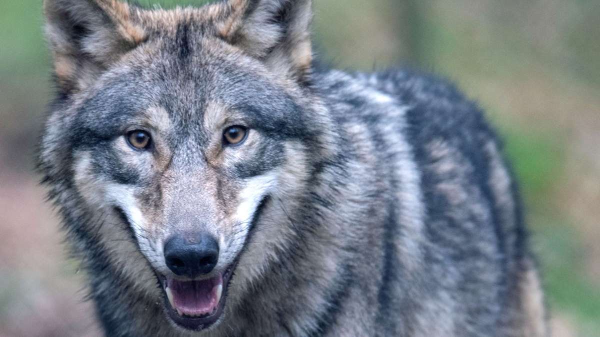 Beweise aus Fotofalle: Hat sich in Neuhaus ein Wolfspaar gefunden?