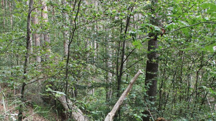 Eigentum verpflichtet:: Sturmholz muss jetzt aus dem Wald