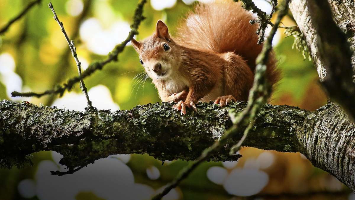 Durch Leben auf den Bäumen: Warum Eichhörnchen größere Gehirne entwickelten