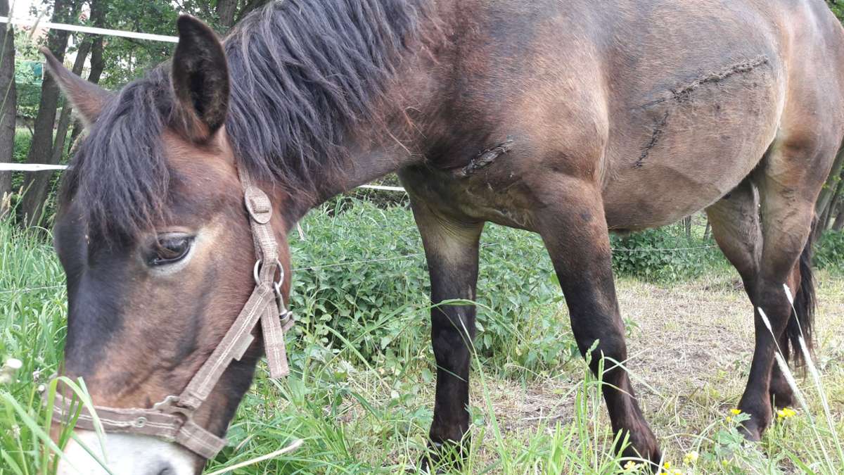 Thüringen: Lange Schnitte: Unbekannter verletzt Pferd auf Koppel schwer