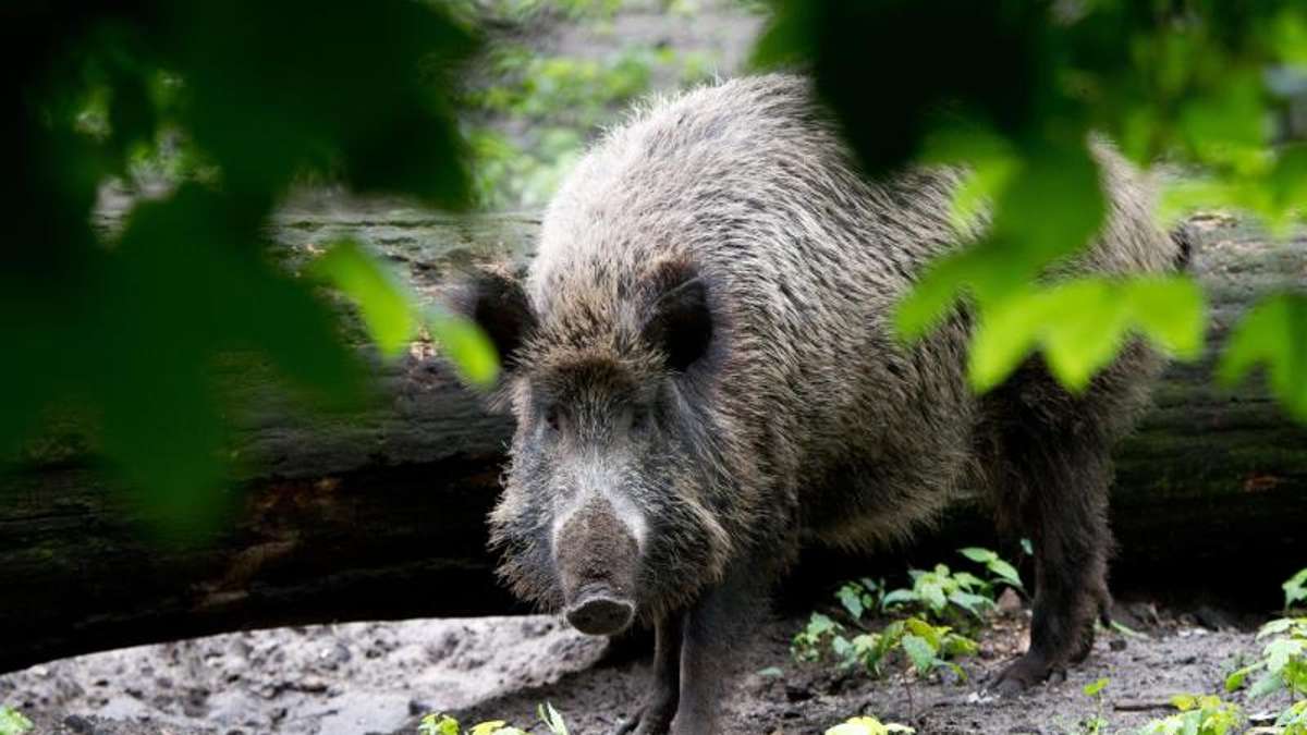 Thüringen: Jäger erlegen doppelt so viele Wildschweine wie in der Vorsaison