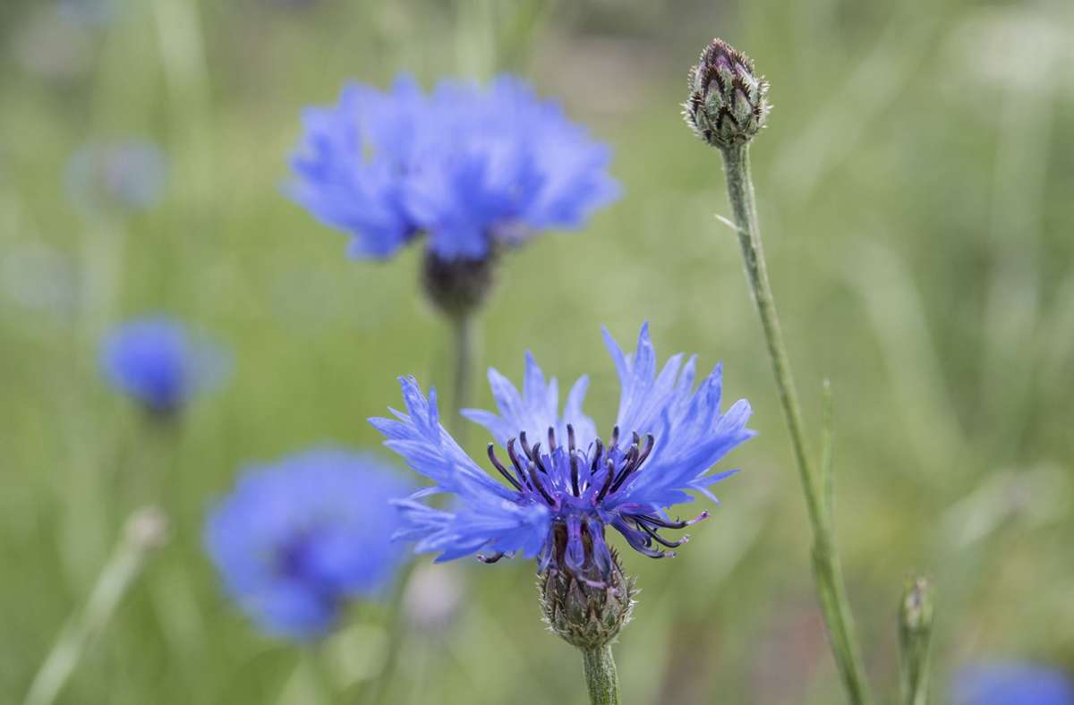 Schöne Blüten in intensivem Blau: Auch die Kornblume gehört zu den winterharten Einjährigen. Foto: picture alliance/dpa/dpa-tmn/Robert Günther