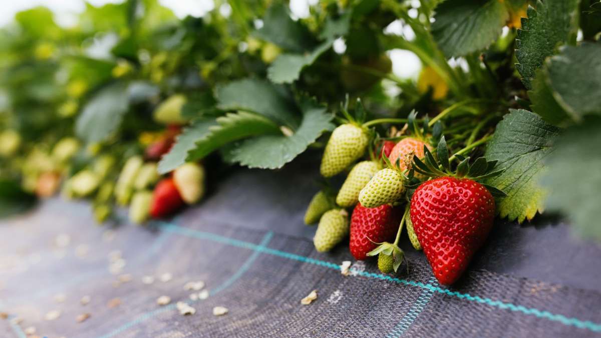 Lebensmittel: Bayerische Erdbeeren brauchen noch ein wenig Sonne
