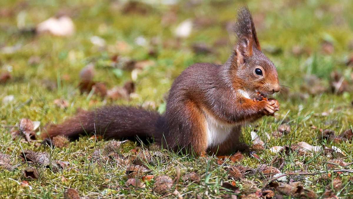 Kettenreaktion: Eichhörnchen sorgt für Auffahrunfall mit Verletzter