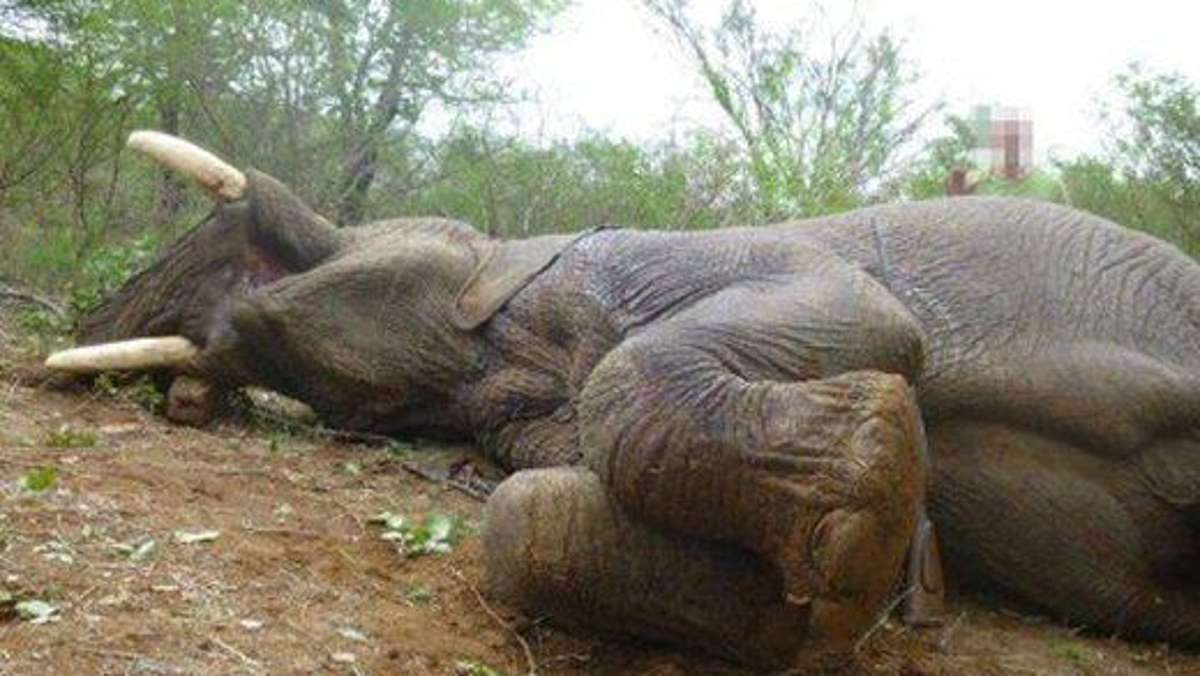 Thüringen: Minister beurlaubt umstrittenen Elefantenjäger