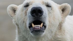 Eisbärenplage: Notstand auf russischer Insel ausgerufen