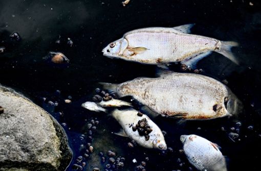 Tonnenweise tote Fische in der Oder - und niemand weiß bisher, warum. Foto: dpa/Marcin Bielecki