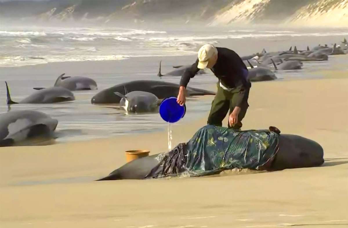 Rettungsaktion auf der australischen Insel Tasmanien: Ein Mann gießt Wasser auf einen gestrandeten Wal am Ocean Beach. Foto: dpa/Uncredited
