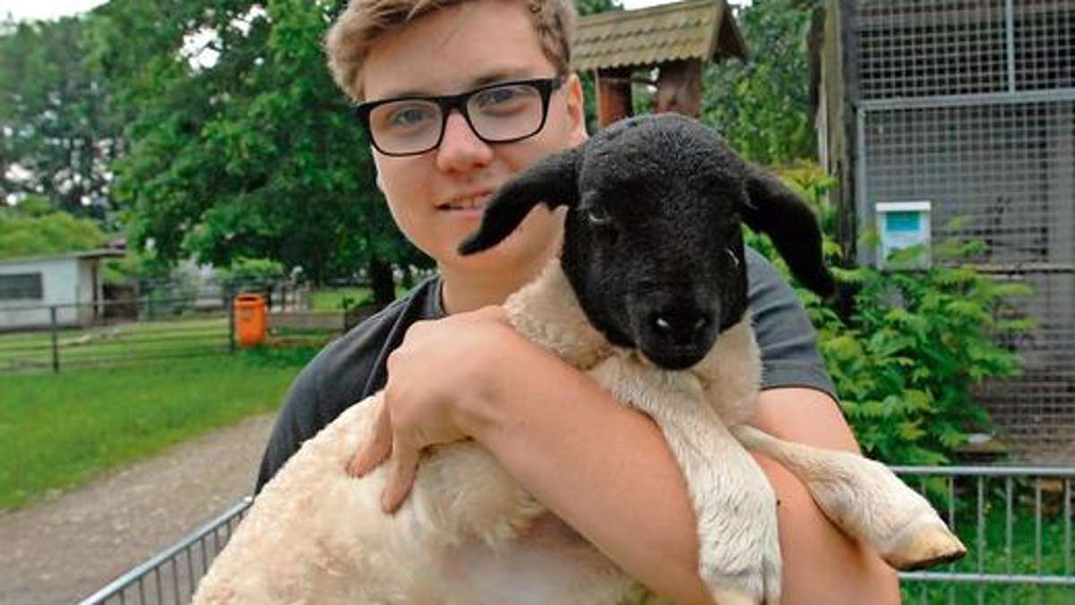 Ilmenau: Tierpark sucht nach Namen für kleines Lamm