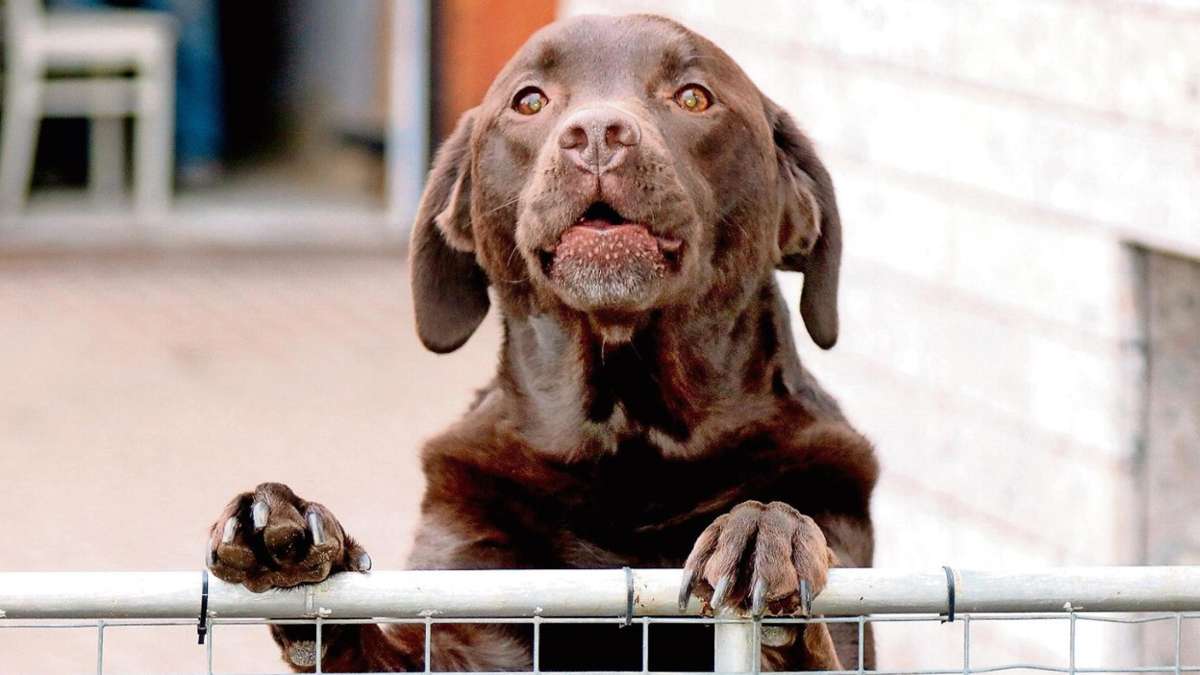 Schmalkalden: Schwallunger Gemeinderat erhöht Hundesteuer