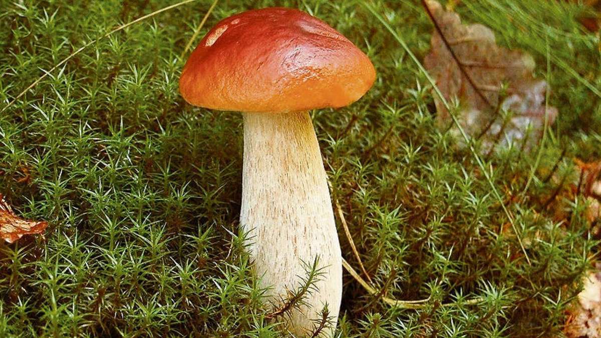 Suhl/ Zella-Mehlis: Pilzsaison kann die Hölle im Arsch bringen