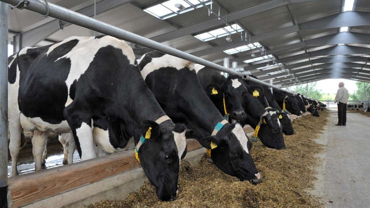 Wirtschaft: Immer mehr Milchbauern geben auf