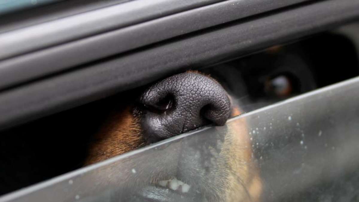 Hildburghausen: Polizisten befreien Hund aus stark erhitzem Auto