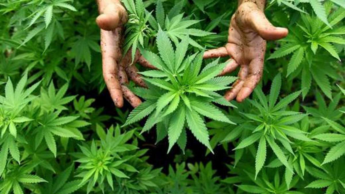 Thüringen: Landesregierung prüft Lockerung bei Cannabis
